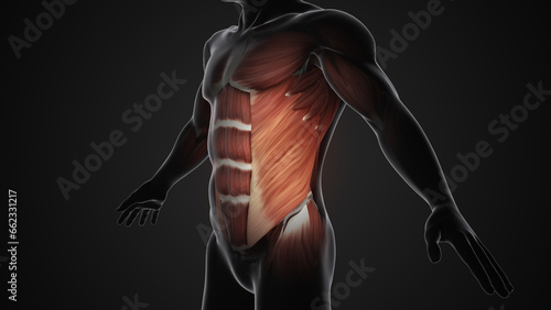 Pain and injury in the External Oblique Muscles