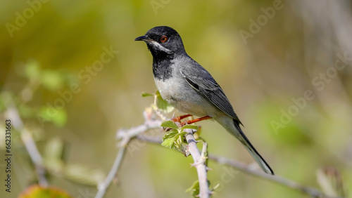 Rüppell`s Warbler bird perching on branch