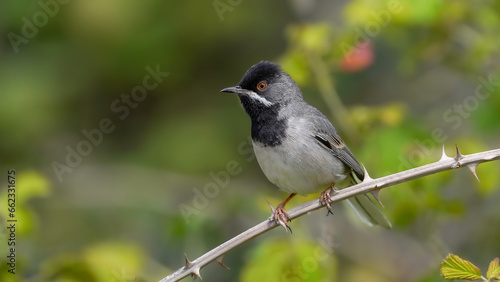 Rüppell`s Warbler bird perching on branch