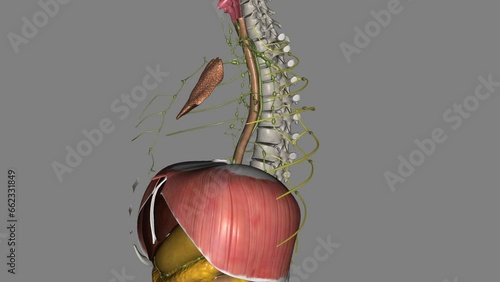 They receive efferent lymphatic vessels running around the intercostal space and emerging from between the muscles or from their deep surface photo