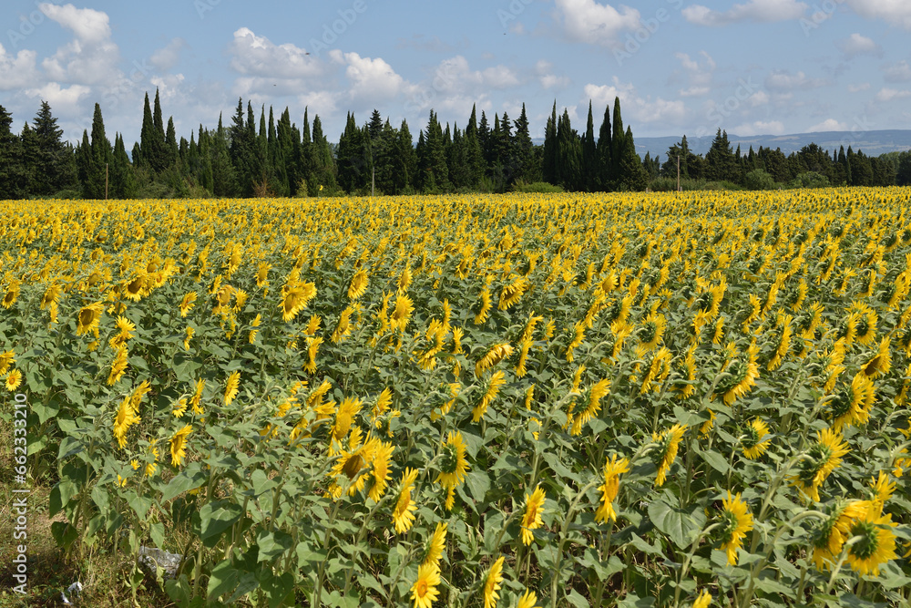 Fototapeta premium field of sunflowers and sky