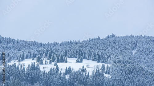 Schneebedeckter hügeliger Tannenwald im Winter