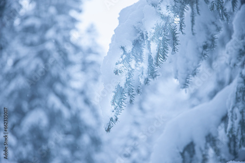 Schneebedeckte Tannenzweige im Winter bei Schneefall im Wald