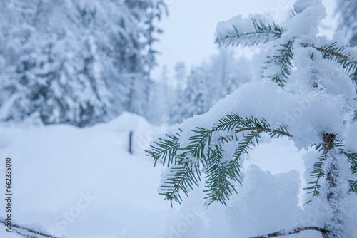 Schneebedeckte Tannenzweige im Winter bei Schneefall im Wald