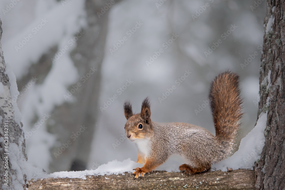 Cute squirrel on a tree in winter Cute squirrel on a tree in winter
