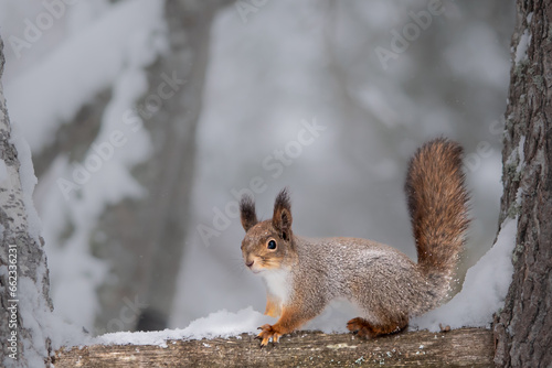 Cute squirrel on a tree in winter