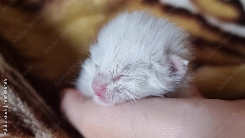 white newborn kitten, foundling, sleeping in hands white newborn kitten, foundling, sleeping in hands