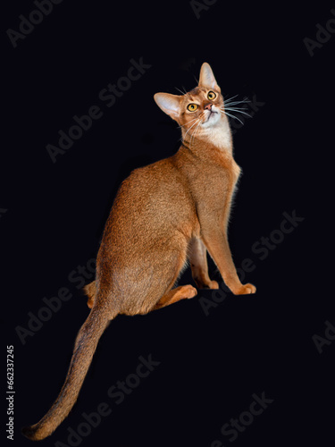Funny portrait of a sitting Abyssinian cat looking up on a black isolated background with space to copy. A pet