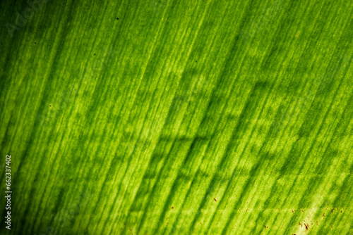 green leaf texture