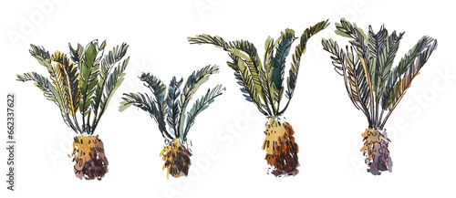 watercolor isolated sketch botany exotic plant tree fern tree from southern latitudes set
