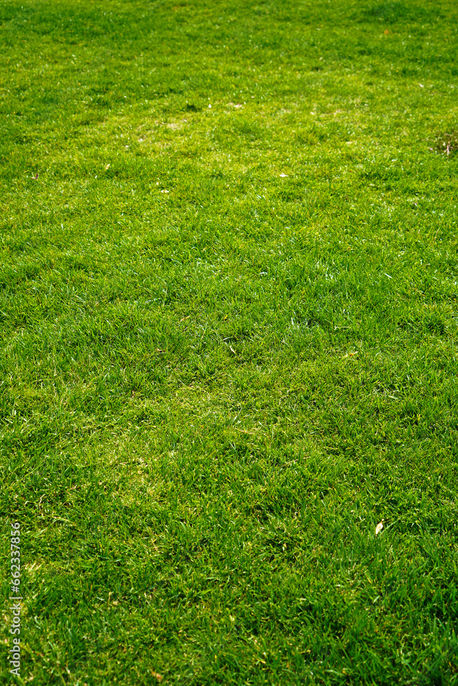 Green grass nature background, natural texture of plant in close-up - obrazy, fototapety, plakaty 