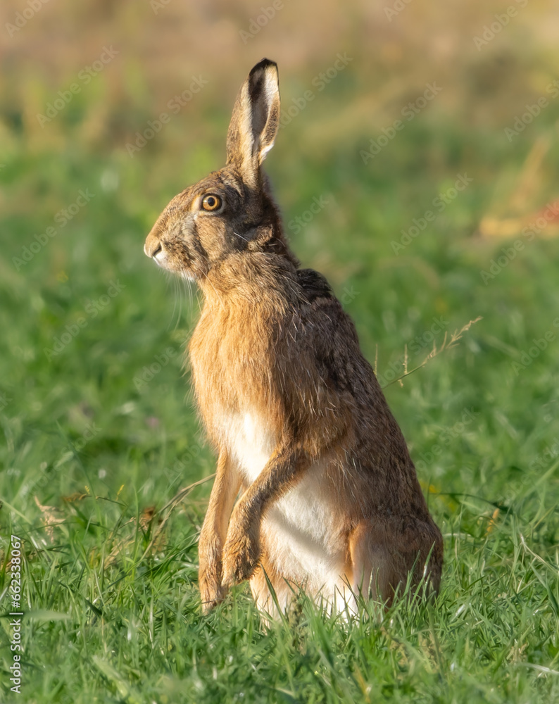 Fototapeta premium rabbit in the grass