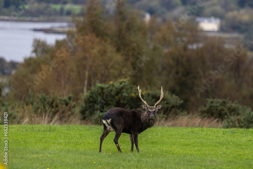 Sika stag in rutting season