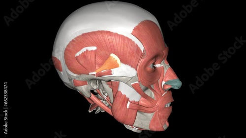 The temporoparietalis muscle is a distinct muscle of the head. It lies above the auricularis superior muscle . photo