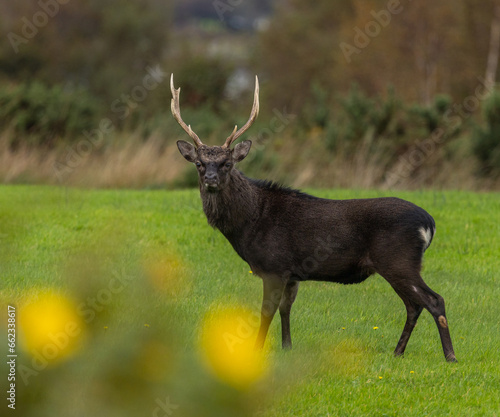 Sika stag in rutting season