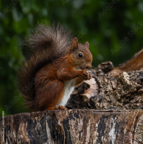 Red squirrel © David
