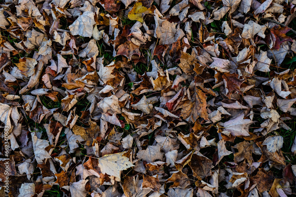 Fallen autumn leaves on the ground.