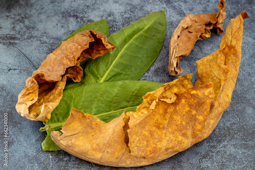 close-up of fresh and dry tobacco leaves; fine details and very high resolution for backgrounds.