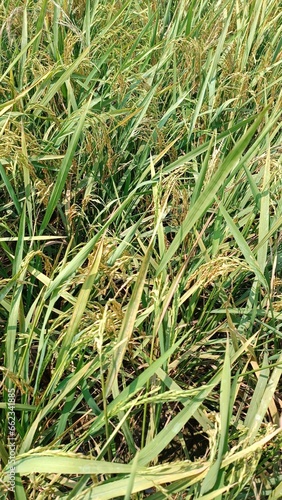 Valokuva Portrait of a Rice Field with Various Rice Varieties