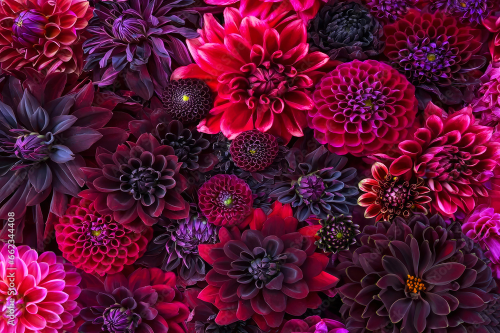 Dark purple dahlia flowers mix background