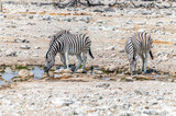 A close up view of a pair of Zebras drinking at a waterhole in the Etosha National Park in Namibia in the dry season