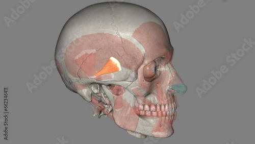 The temporoparietalis muscle is a distinct muscle of the head. It lies above the auricularis superior muscle . photo