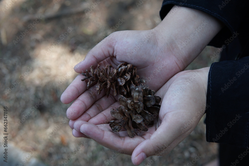 two cone of pines on the woman hand two cone of pines on the woman hand