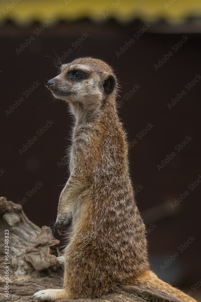 Fototapeta premium A meerkat or suricato.
