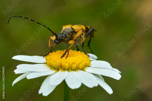 Bettle Astylus atromaculatus