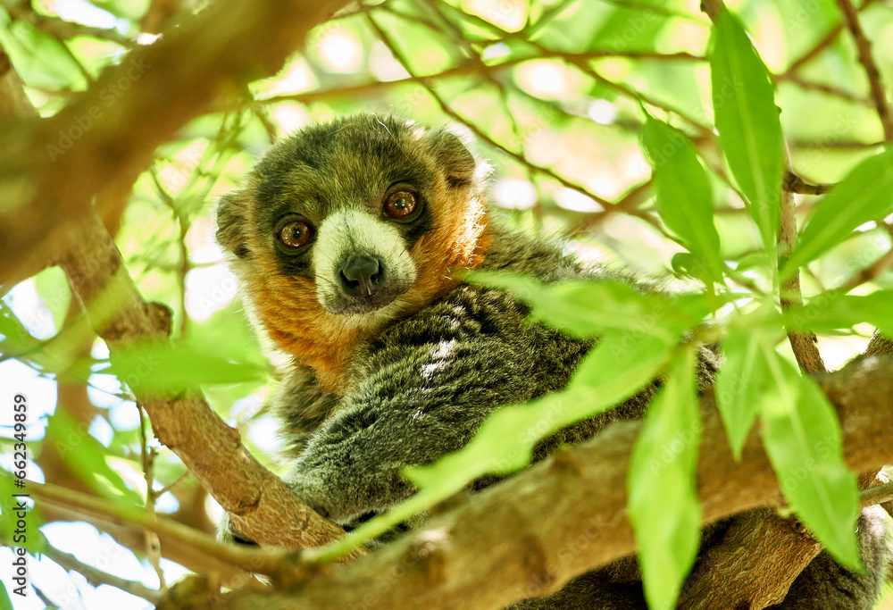 Fototapeta premium Mongoose lemur