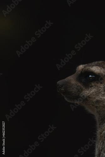 Φωτογραφία A meerkat or suricato.