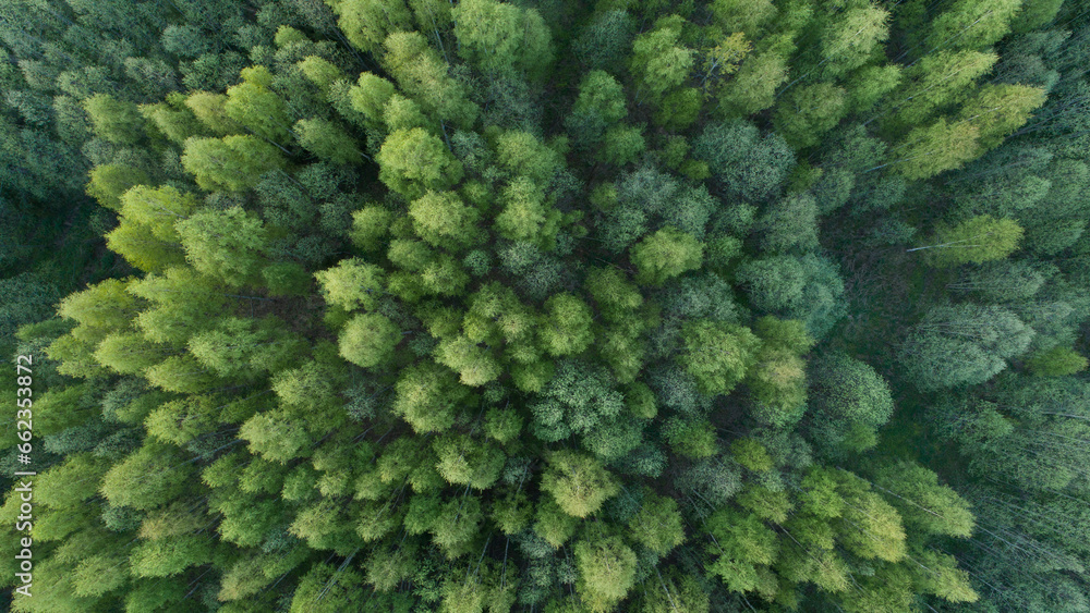 Aerial top view of summer green trees in forest in rural Finland. Drone photography