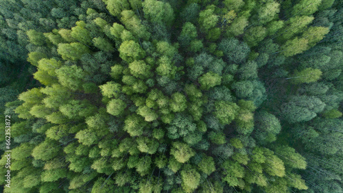 Aerial top view of summer green trees in forest in rural Finland. Drone photography © Aleksandr Matveev