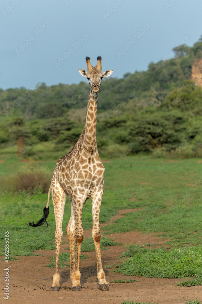 Obraz premium Giraffe walking in Mkuze Falls Game Reserve in Kwa Zulu Natal close to Mkuze in South Africa 