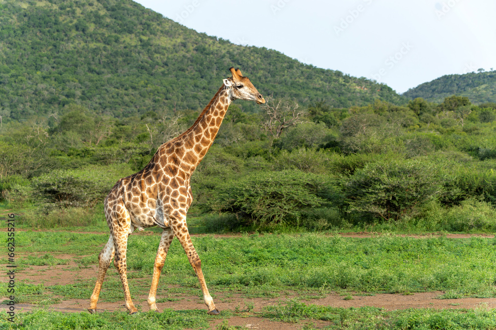 Obraz premium Giraffe walking in Mkuze Falls Game Reserve in Kwa Zulu Natal close to Mkuze in South Africa 