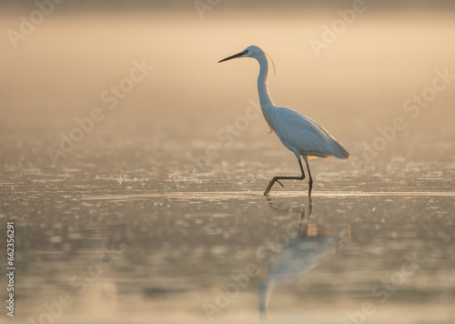 little egret (Egretta garzetta)