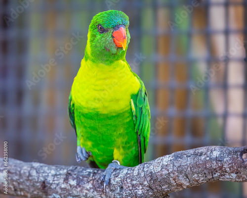 Beautiful and vivid green lorikeet