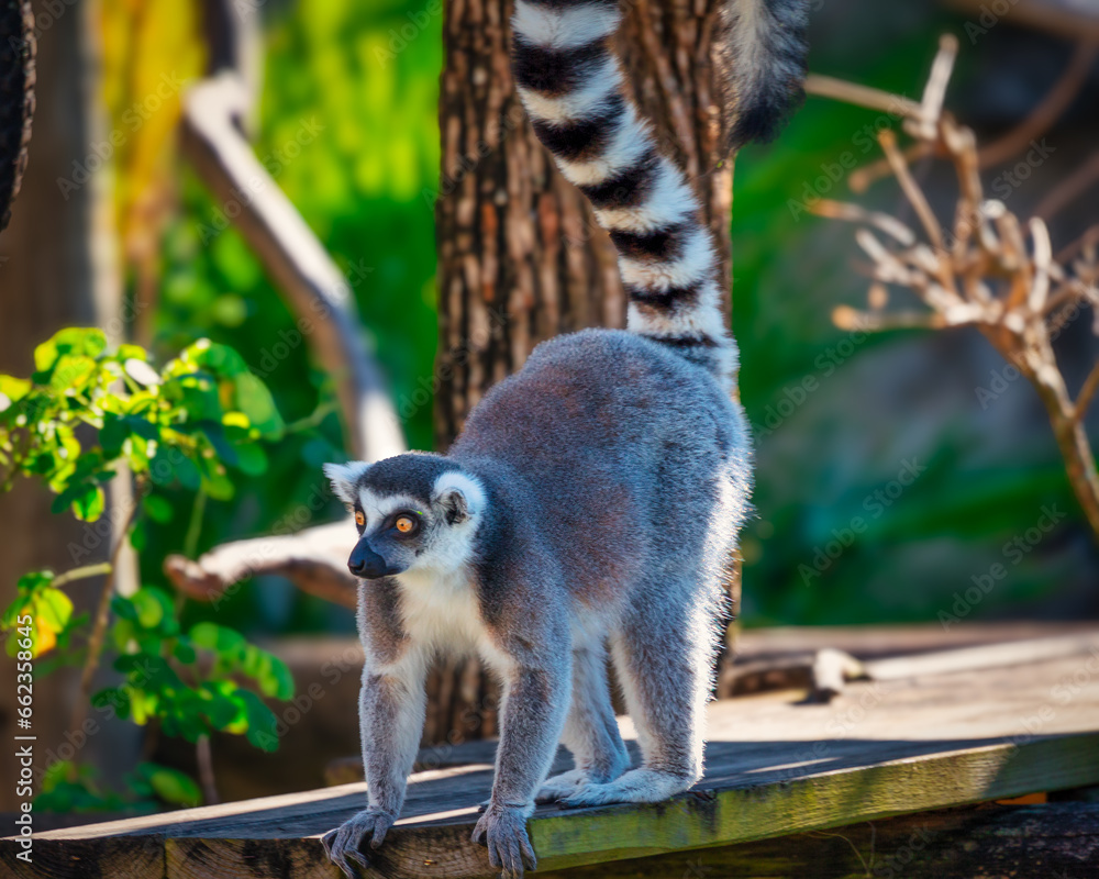 Obraz premium ring-tailed madagascar lemur at the zoo