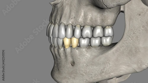 The mandibular first premolar is the tooth located laterally from both the mandibular canines of the mouth but mesial from both mandibular second premolars. photo