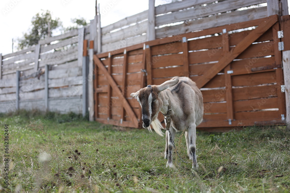 Obraz premium cows in a farm