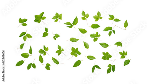 flying green leaves isolated on transparent background cutout
