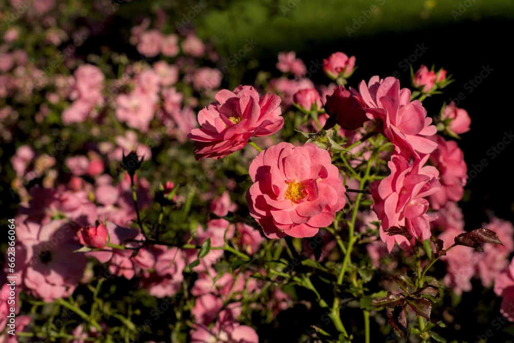 Fototapeta premium Rosa Rosen am Wegesrand 