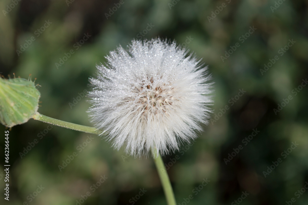 Flor de diente de león seca, molinillo Flor de diente de león seca, molinillo