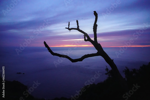 Ast im Sonnenuntergang
