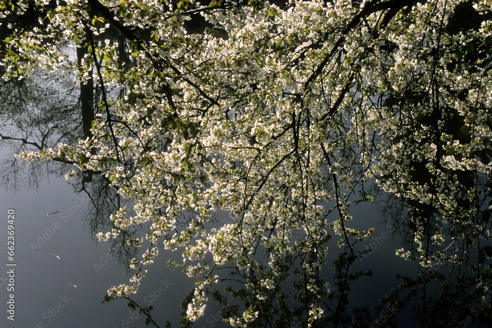 Prunus avium , Merisier Prunus avium , Merisier