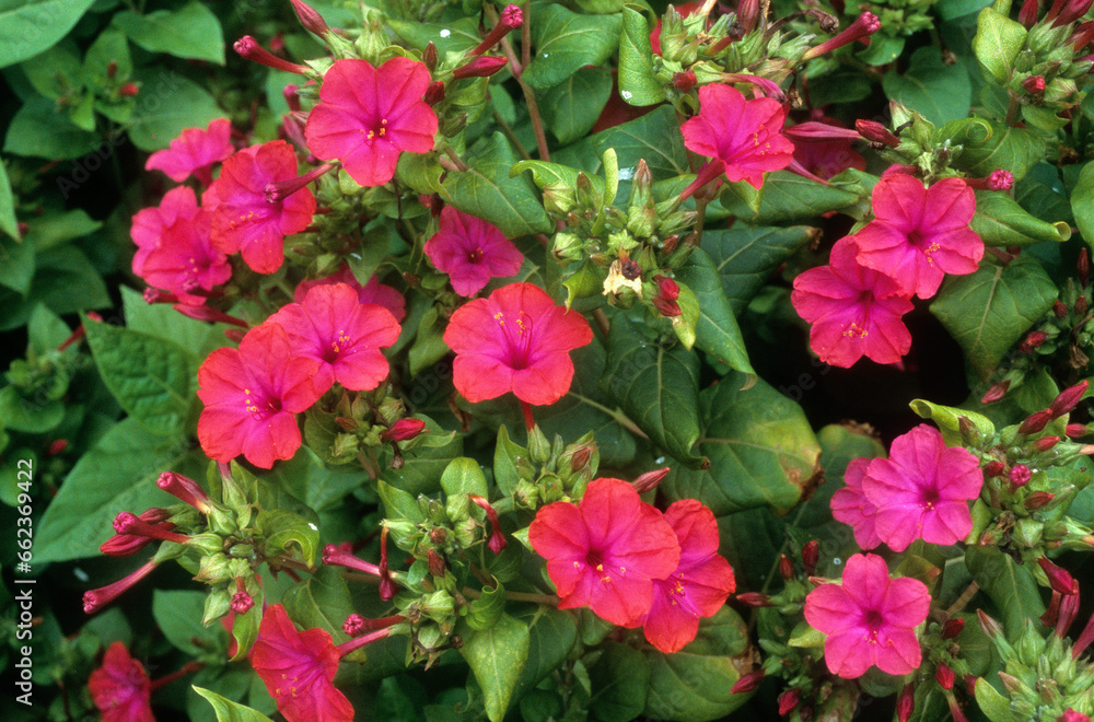 Mirabilis jalapa, Belle de nuit, Merveille du Pérou Mirabilis jalapa, Belle de nuit, Merveille du Pérou
