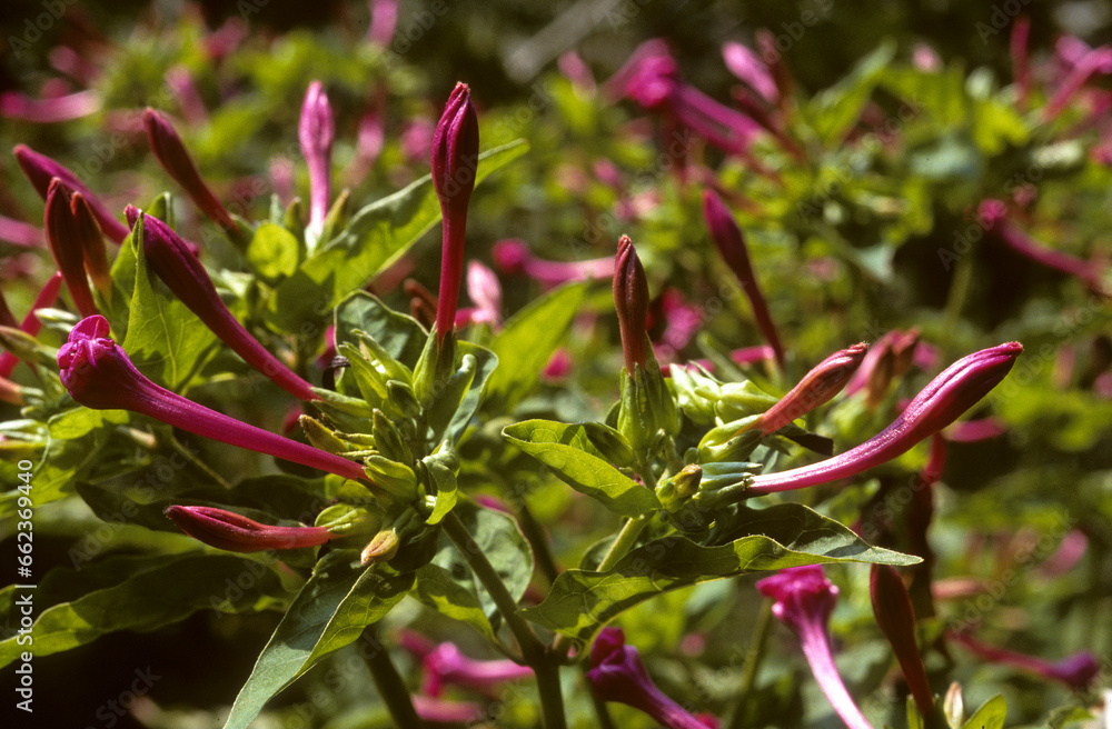 Mirabilis jalapa, Belle de nuit, Merveille du Pérou Mirabilis jalapa, Belle de nuit, Merveille du Pérou