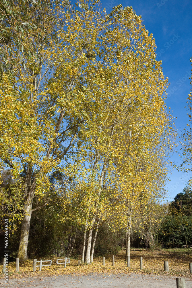 Fototapeta premium Populus nigra 'italica', Peuplier d'Italie