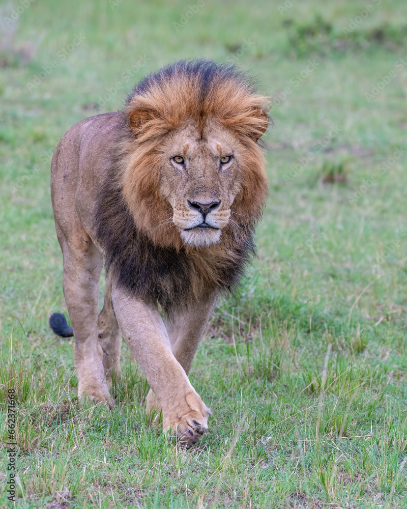 Adult Male Lion, Masai Mara, Kenya Adult Male Lion, Masai Mara, Kenya