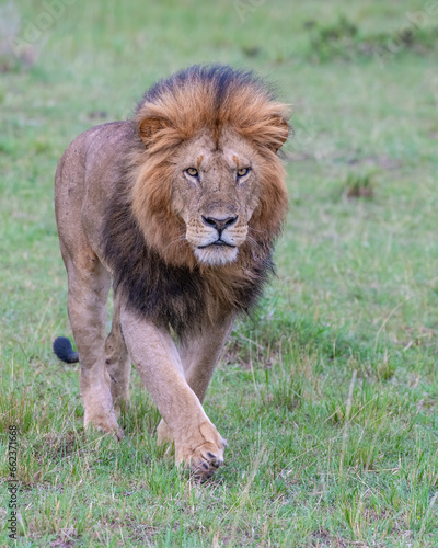 Fototapeta Naklejka Na Ścianę i Meble -  Adult Male Lion, Masai Mara, Kenya